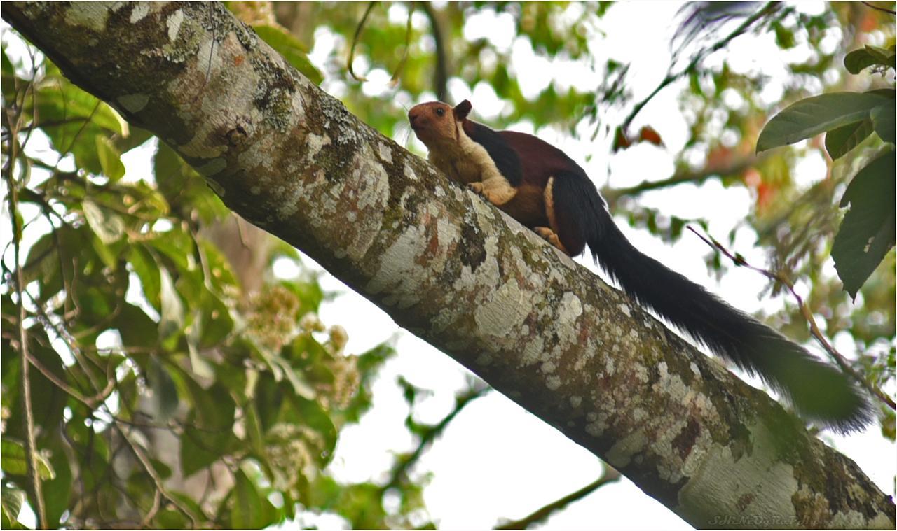 Spice Jungle Resort Munnar Exteriör bild